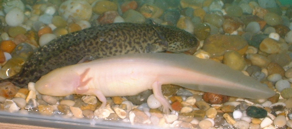 Female axolotls