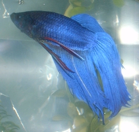 Blue Beta Fish