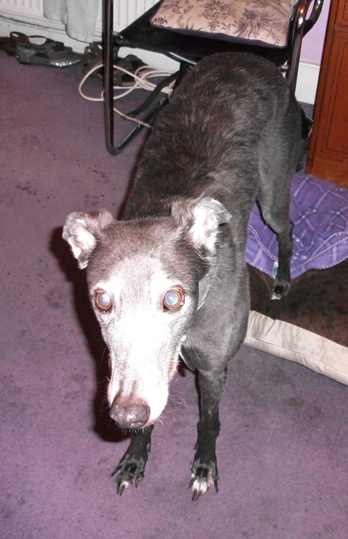 Wet dog