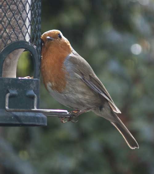 Robin on feeder