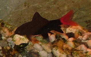 Red tailed black shark