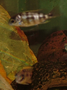 Taiwan Reef cichlid