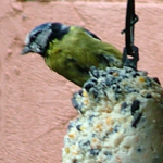 Bluetit