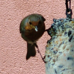 Robin