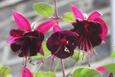 Fuchsia Black Beauty 2