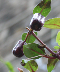 Fuchsia Black Beauty fruit