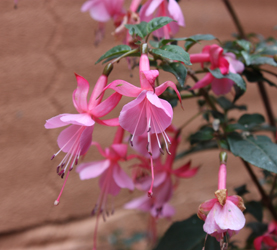 Fuchsia Beacon Rosa