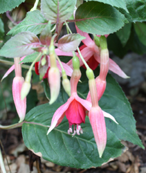 Fuchsia Elizabeth