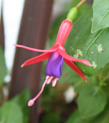 Fuchsia Genii