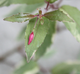 Fuchsia Gracilis