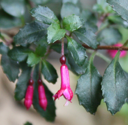 Fuchsia Hemsleyana 1