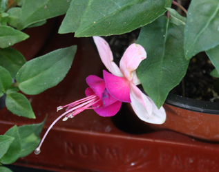 Fuchsia La Campanella