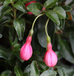 Fuchsia Lady Thumb 1