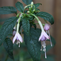 Fuchsia Magellanica var Alba