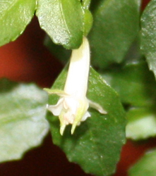 Fuchsia Obconica Snowflake