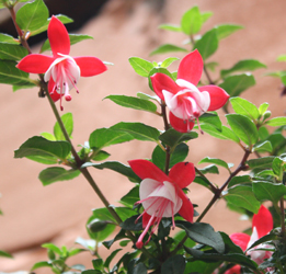 Fuchsia Shadow Dancer Betty