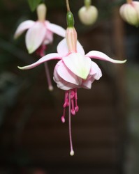 Fuchsia Annabel 1