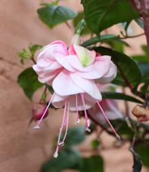 Fuchsia Annabel 2