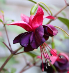 Fuchsia Black Beauty 1