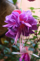 Fuchsia Cecile