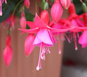 Fuchsia Display 1