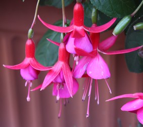 Fuchsia Display 2