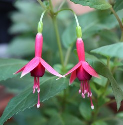 Fuchsia Flash