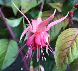 Fuchsia Glowing Embers 2