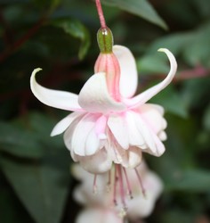 Fuchsia Harry Gray 1