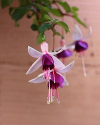 Fuchsia La Campanella