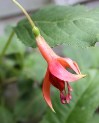 Fuchsia Orange Blossom