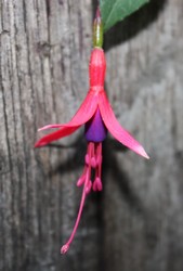 Fuchsia Riccartonii 1