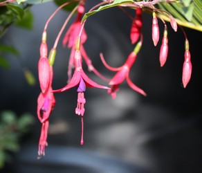 Fuchsia Riccartonii 2