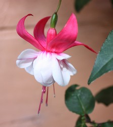 Fuchsia Spion Kop