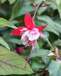 Fuchsia Strawberry Delight 1