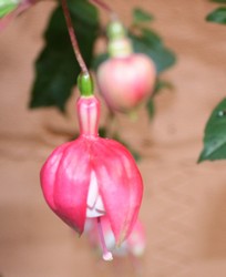 Fuchsia Swing Time 1