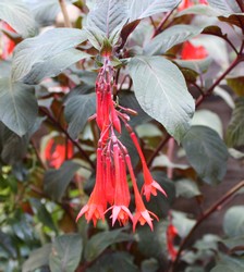 Fuchsia Thalia