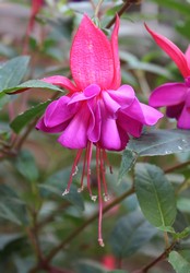 Fuchsia Winston Churchill