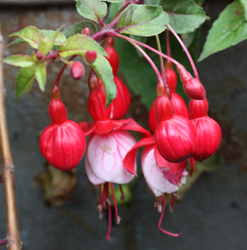 Fuchsia Strawberry Delight 2