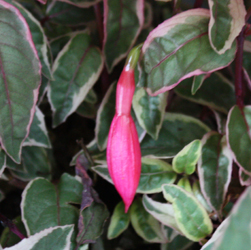 Fuchsia Sunray