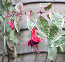 Fuchsia Tom West