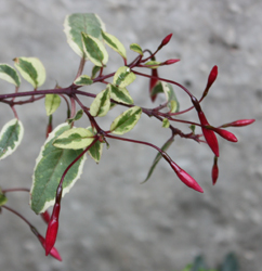 Fuchsia Tricolore