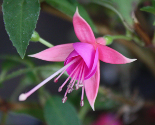 Fuchsia - Unknown Variety