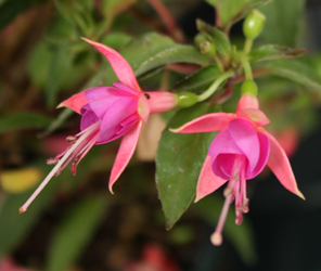 Fuchsia - Unknown Variety