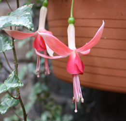 Fuchsia - Unknown Variety