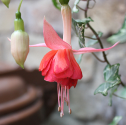 Fuchsia - Unknown Variety