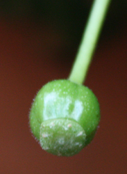 Fuchsia - Unknown Variety