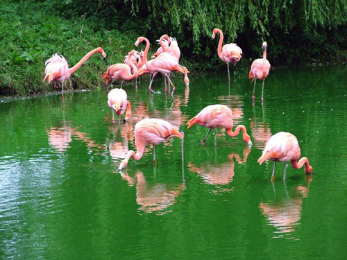 Flamingos