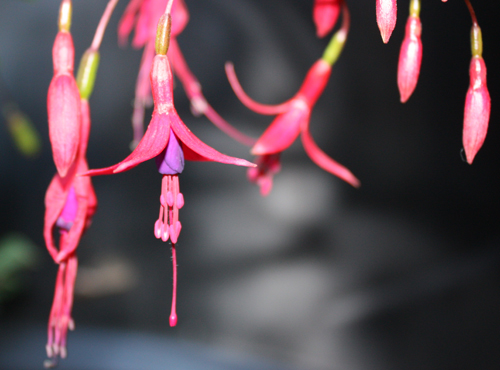 Fuchsia Riccartonii