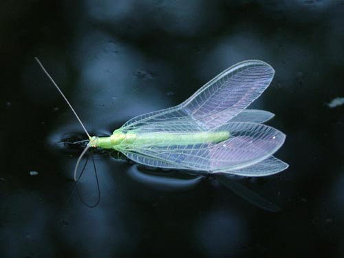 Lacewing on Pond